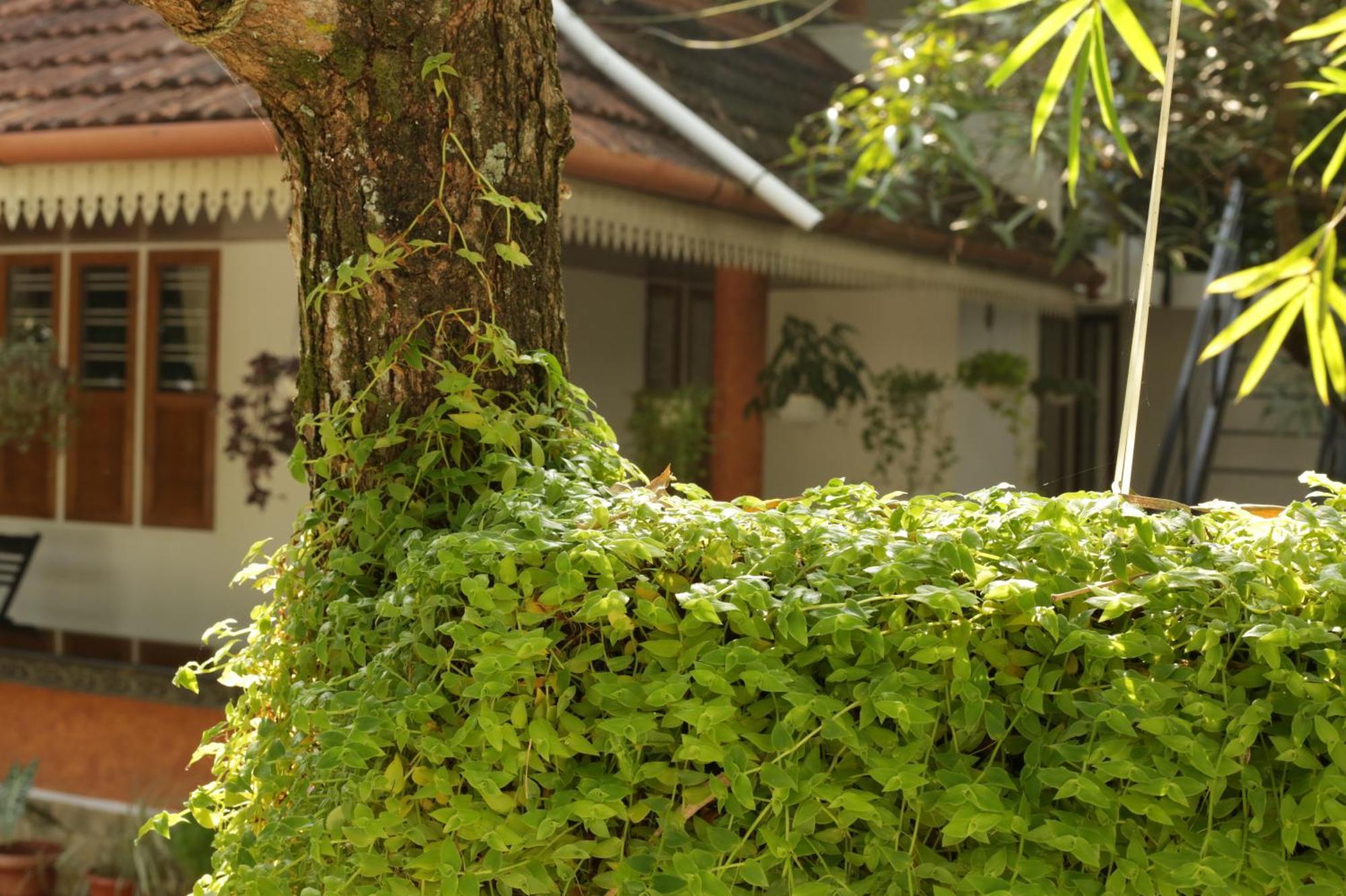 Mi Casa Tu Casa Homestay Kochi ภายนอก รูปภาพ